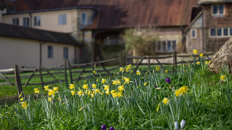 Spring bulbs on Goose Green at Standen